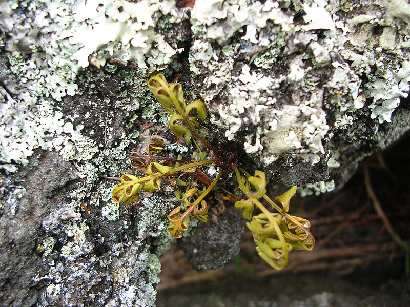 File:Starr 050423-6681 Asplenium aethiopicum.jpg