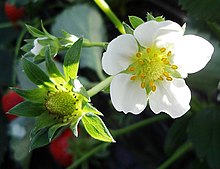 Garden strawberry flower