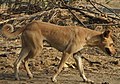 Unbred mongrel landraces such as the Indian Pariah Dog are not literally "mixed breeds".