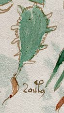 La etiqueta de esta planta (f100r) podría leerse como nāshtli, una variante de nōchtli, el nombre nahuatl para el fruto del nopal.[94]​