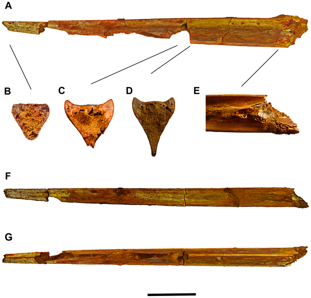 File:Alanqa saharica.png