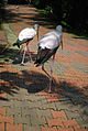 Milky storks crossing over