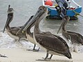 Miniatura para Pelecanus occidentalis occidentalis