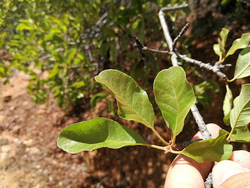 File:Capurodendron mandrarense 4.jpg