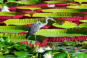 a wading bird with large water lilies