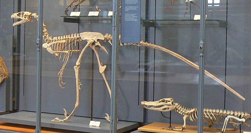 File:Dromaeosaurus skeleton.JPG