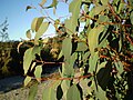 Juvenile foliage