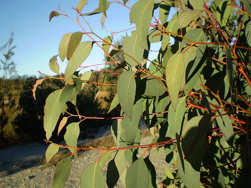 File:Eucalyptus olida juvenile foliage1.JPG