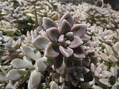 Graptopetalum mendozae