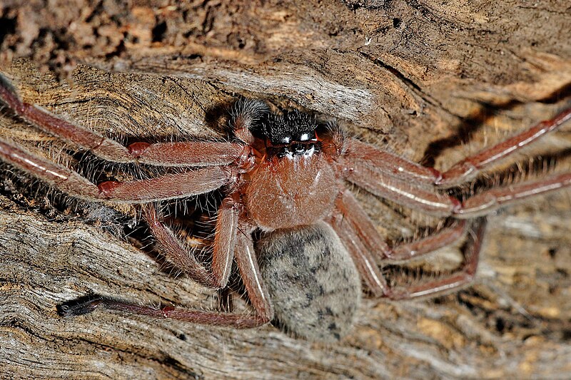 File:Huntsman spider on log.jpg