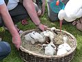 Looking after young orphaned storks