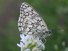 Melanargia russiae