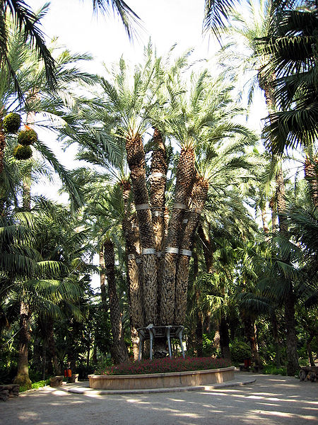 File:Palmera-imperial.jpg