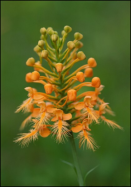 Файл:Platanthera ciliaris.jpg