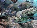 Harlequin sweetlips