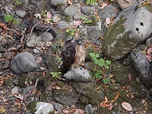 RedTailHawk-UvasCreek.jpg