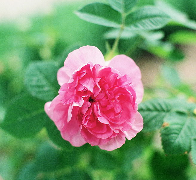 File:Rosa 'Empress Josephine'.jpg