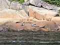 Harbor seals inside the park