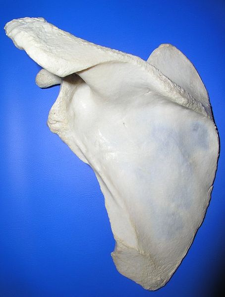 File:Scapula post.jpg