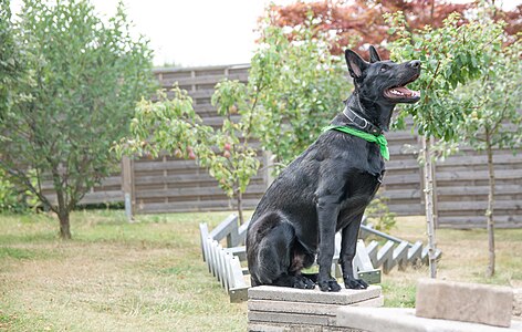 Black German Shepherd male ca. 6 months old