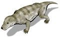 Name:Thrinaxodon Time:Early Triassic Group:Therapsida Cynodontia