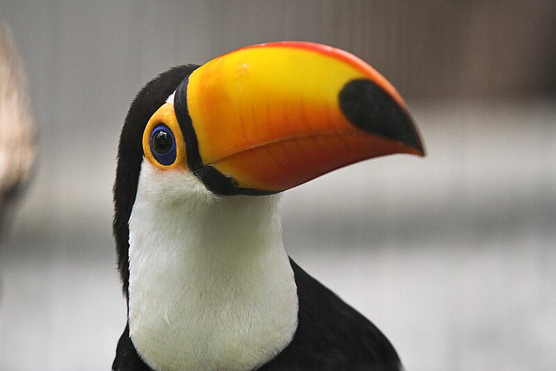 Файл:Toco toucan closeup.jpg