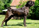 Cane Corso profile, brown brindle coat with ears and tail