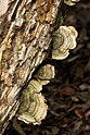 15 Trametes versicolor