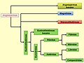 Miniatura para Sistema de clasificación APG III