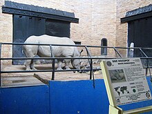 Ceratotherium-simum-Sofia-Zoo.jpg