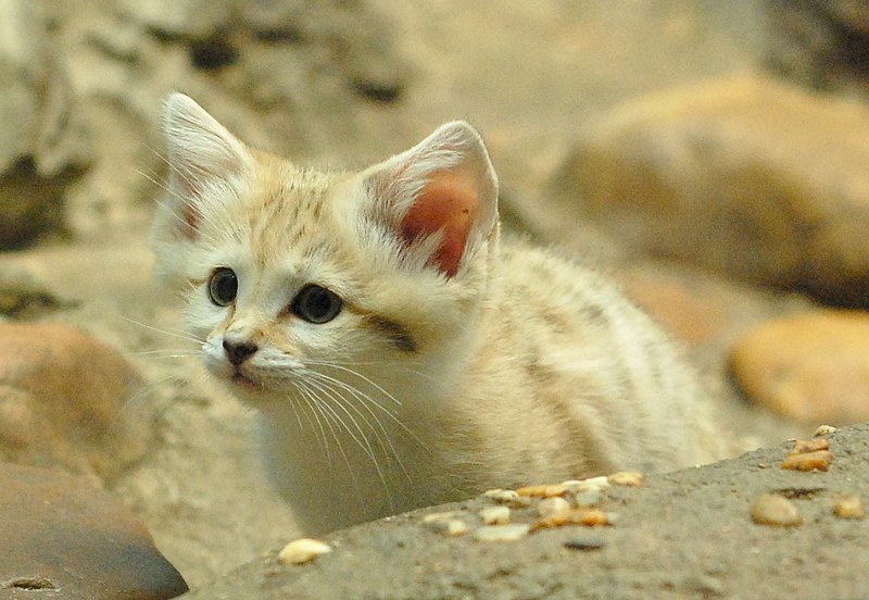 File:Curious Sand Kitten.jpg