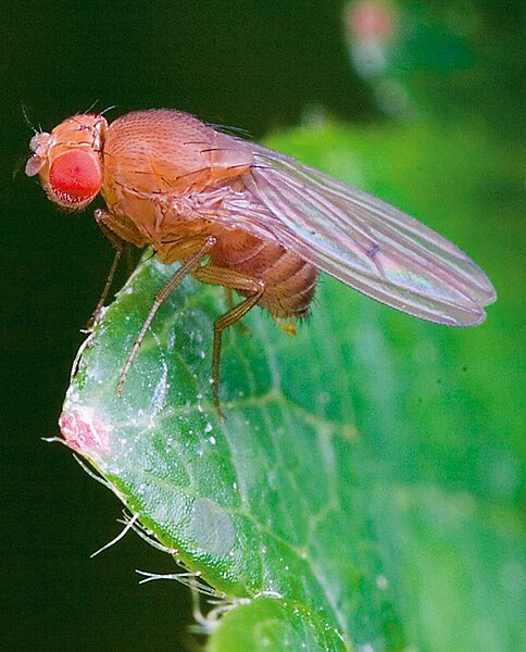 File:Drosophila simulans-female.jpg