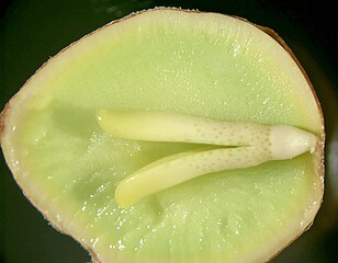 Female gametophyte, dissected from a seed freshly shed from the tree, containing a well-developed embryo