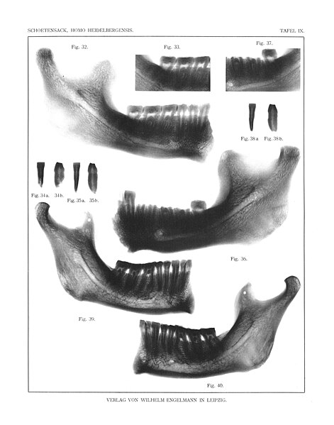 File:Homo heidelbergensis (Erstbeschreibung) 04.jpg