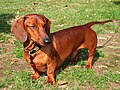 A smooth dachshund