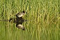 Nest at edge of lake in Jodhpur, Rajasthan, India