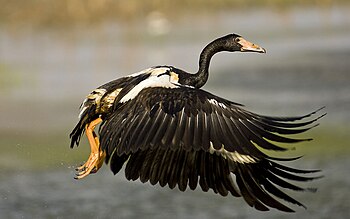 Magpie-goose