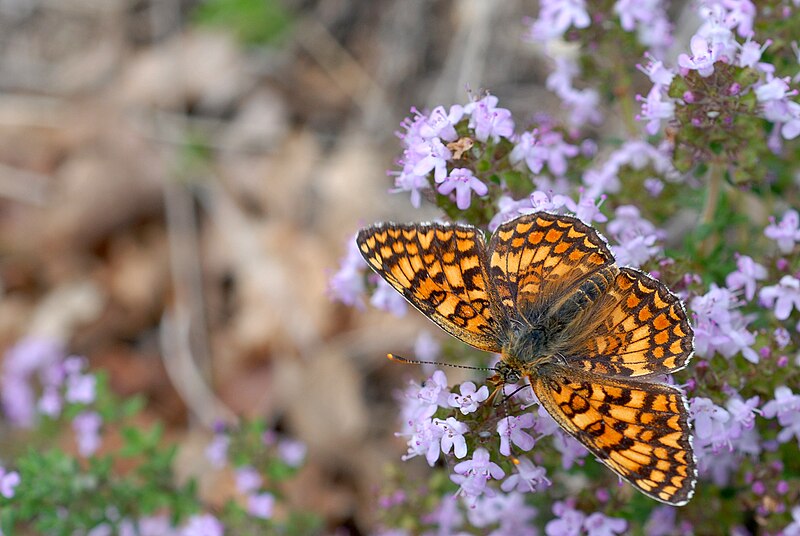 Файл:Melitaea phoebe.jpg