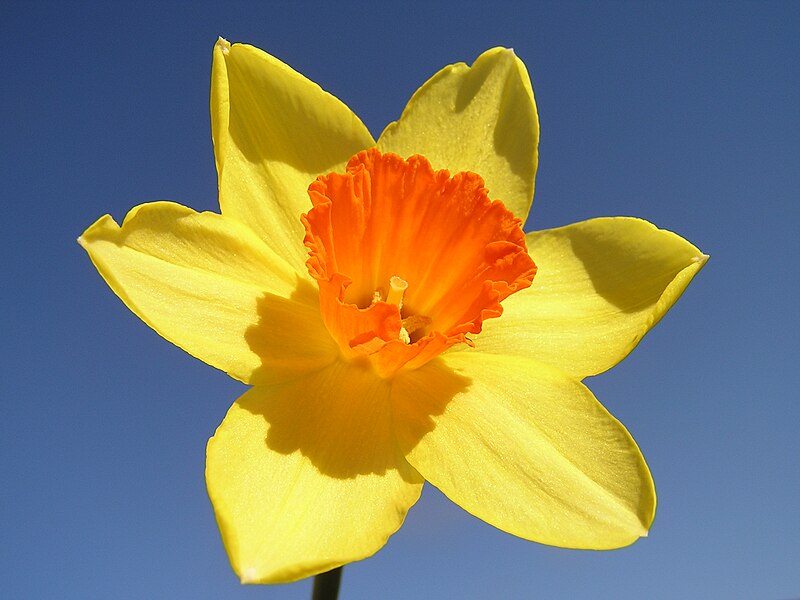 File:Narcissus-closeup.jpg