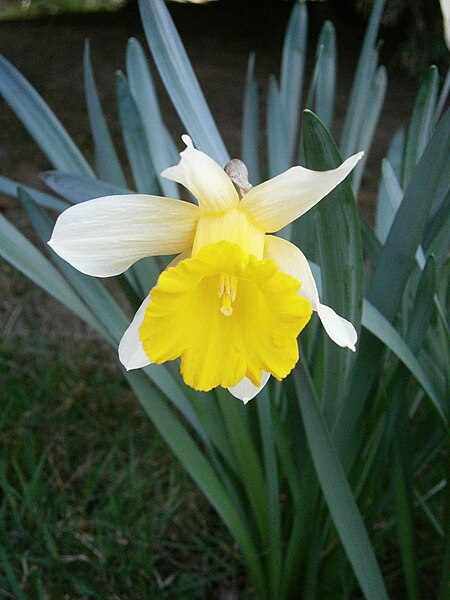 File:Narcissus pseudonarcissus nobilis 02.JPG