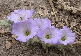 Nolana volcanica