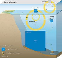 Marine carbon cycle[275]