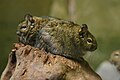 Two degus.