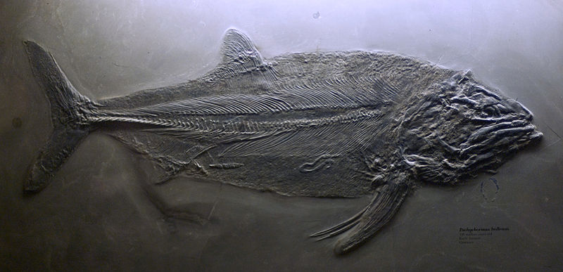 File:Pachycormus.jpg