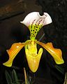 Paphiopedilum gratrixianum