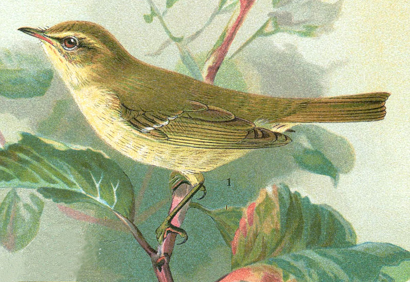 File:Phylloscopus trochiloides NAUMANN.jpg