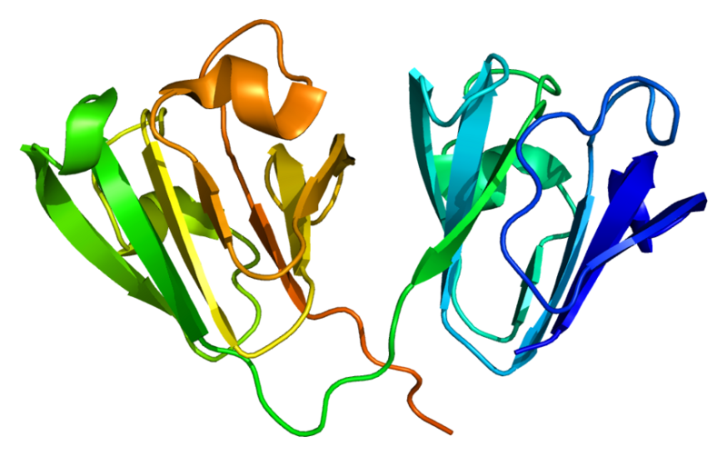 File:Protein CRYGD PDB 1h4a.png