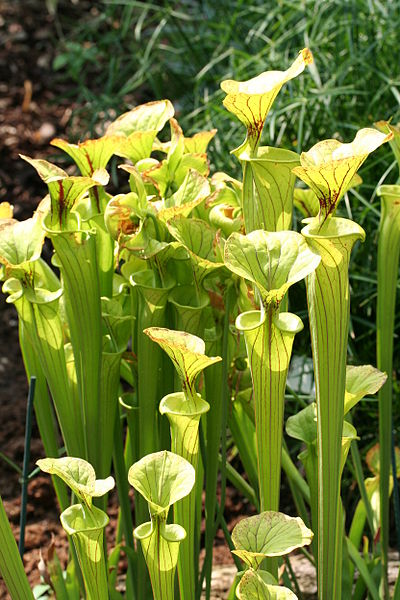 File:Sarracenia Flava JPG01.jpg