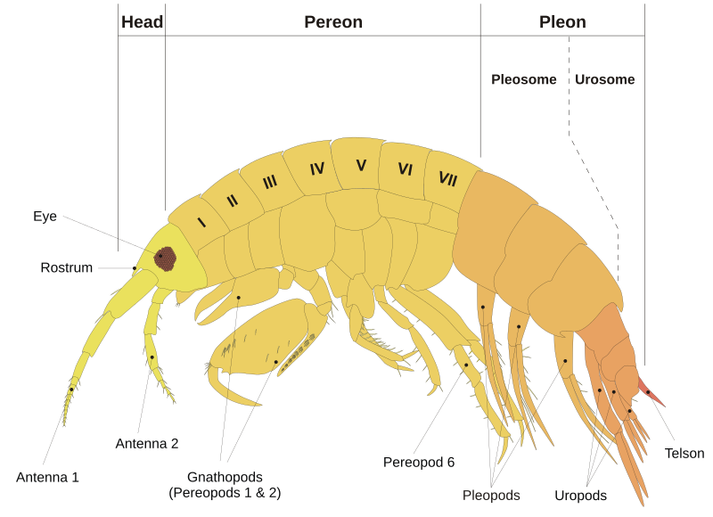 File:Scheme amphipod anatomy-en.svg