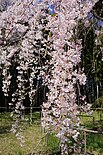 Prunus itosakura 'Pendula' (Shidare-zakura)